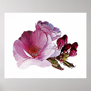 Cherry Blossom und Bud Poster