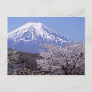 Cherry Blossom und Fuji Postkarte