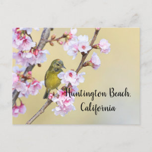 Cherry Blossom und Warbler, Huntington Beach CA Postkarte