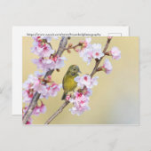 Cherry Blossom und Warbler Postkarte (Vorne/Hinten)