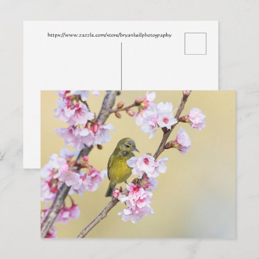 Cherry Blossom und Warbler Postkarte (Vorne/Hinten)