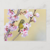 Cherry Blossom und Warbler Postkarte (Vorderseite)