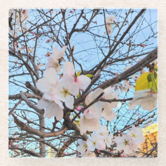 Cherry Blossom Untersetzer (Vorderseite)