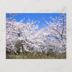Cherry Blossom Viewing:Postcard Postkarte