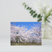 Cherry Blossom Viewing:Postcard Postkarte (Stehend Vorderseite)