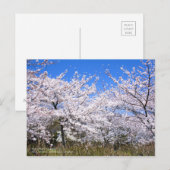 Cherry Blossom Viewing:Postcard Postkarte (Vorne/Hinten)