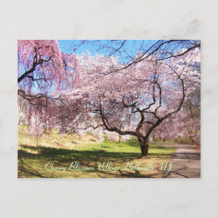 Cherry Blossom Village 01 Postkarte