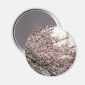 Cherry Blossom Washington DC Magnet (Vorderseite/Rückseite)