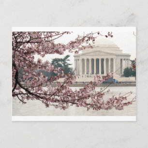 Cherry Blossom Washington DC Postkarte