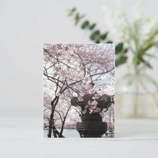 Cherry Blossom Washington DC Postkarte (Stehend Vorderseite)