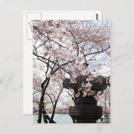 Cherry Blossom Washington DC Postkarte (Vorne/Hinten)