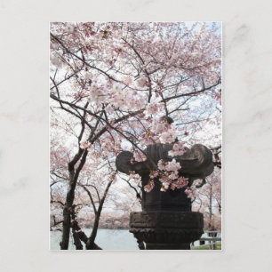 Cherry Blossom Washington DC Postkarte