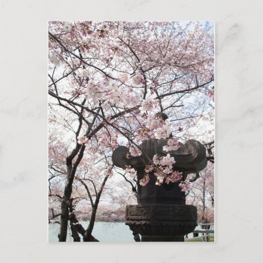 Cherry Blossom Washington DC Postkarte (Vorderseite)