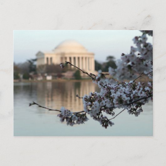 Cherry Blossom Washington DC Postkarte (Vorderseite)