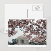Cherry Blossom Washington DC Postkarte (Vorne/Hinten)
