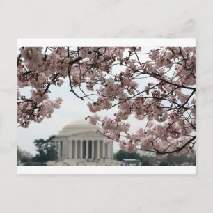 Cherry Blossom Washington DC Postkarte