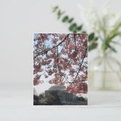 Cherry Blossom Washington DC Postkarte (Stehend Vorderseite)