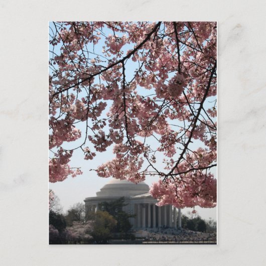 Cherry Blossom Washington DC Postkarte (Vorderseite)