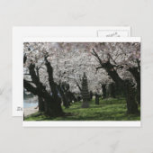 Cherry Blossom Washington DC Postkarte (Vorne/Hinten)