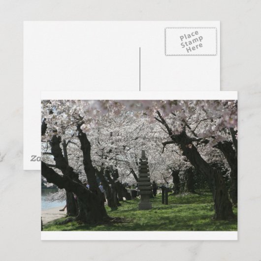 Cherry Blossom Washington DC Postkarte (Vorne/Hinten)