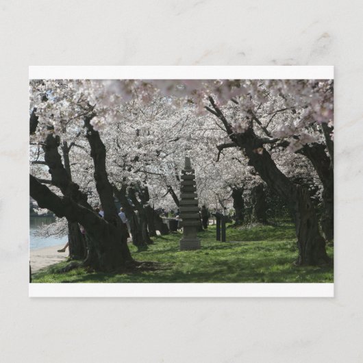 Cherry Blossom Washington DC Postkarte (Vorderseite)