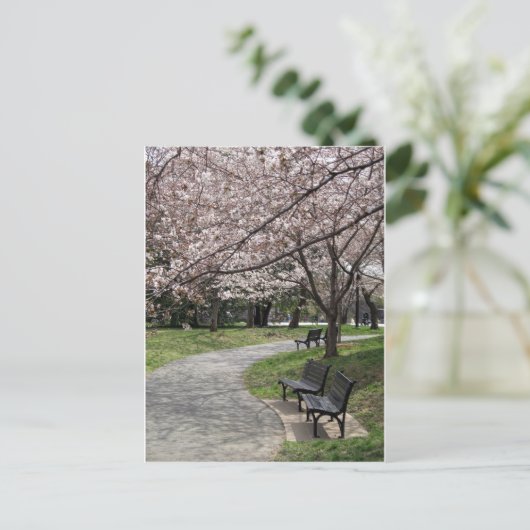 Cherry Blossom Washington DC Postkarte (Stehend Vorderseite)