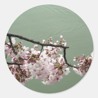 Cherry Blossom Washington DC Runder Aufkleber
