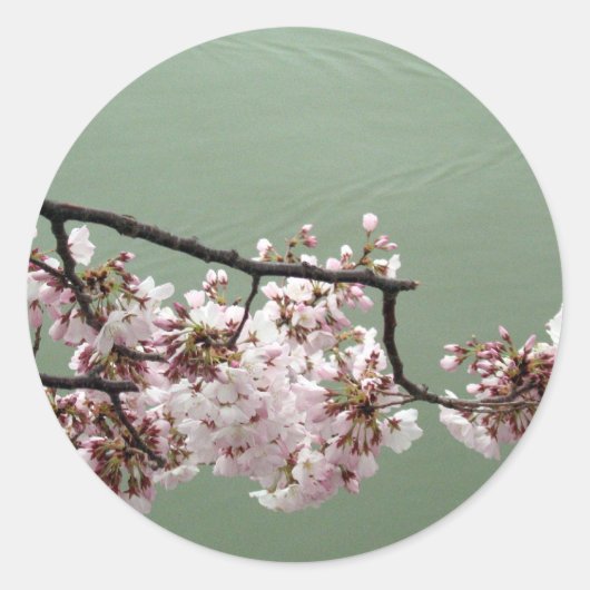 Cherry Blossom Washington DC Runder Aufkleber (Vorderseite)