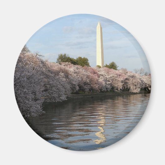 Cherry Blossom Washington Denkmal Magnet (Vorne)