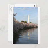 Cherry Blossom Washington Denkmal Postkarte (Vorne/Hinten)