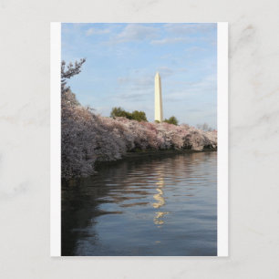 Cherry Blossom Washington Denkmal Postkarte