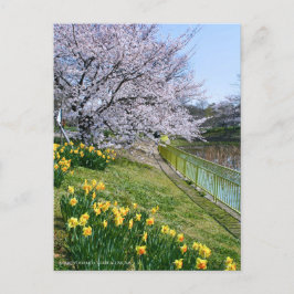 Cherry blossom & Wild Daffodil Postkarte