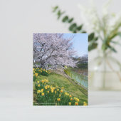 Cherry blossom & Wild Daffodil Postkarte (Stehend Vorderseite)