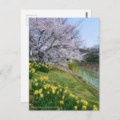 Cherry blossom & Wild Daffodil Postkarte (Vorne/Hinten)