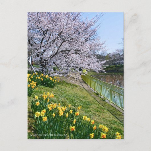 Cherry blossom & Wild Daffodil Postkarte (Vorderseite)
