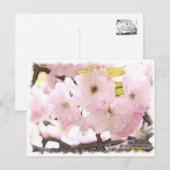 Cherry Blossom "Yae-benitoranowo" Postkarte (Vorne/Hinten)