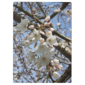 Cherry-Blossom-Zwischenablage Klemmbrett (Rückseite)