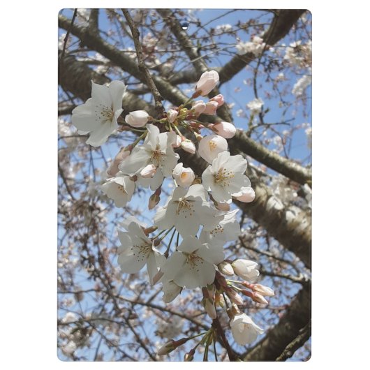 Cherry-Blossom-Zwischenablage Klemmbrett (Rückseite)