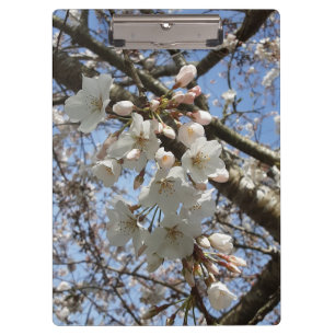 Cherry-Blossom-Zwischenablage Klemmbrett