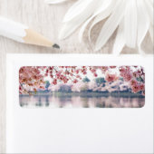 Cherry Blossoms (Insitu)