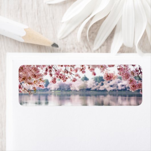 Cherry Blossoms (Insitu)