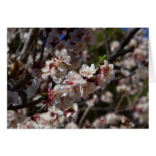 Cherry Blossoms (Vorderseite (Horizontal))
