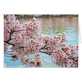 Cherry Blossoms
