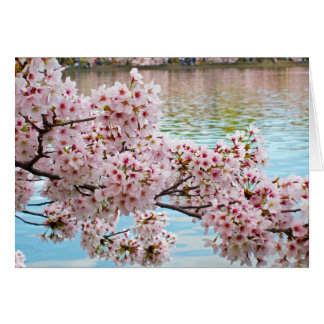 Cherry Blossoms