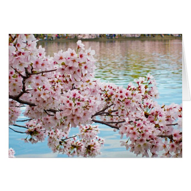 Cherry Blossoms (Vorderseite (Horizontal))