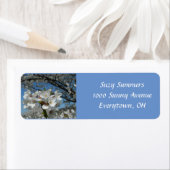 Cherry Blossoms (Insitu)