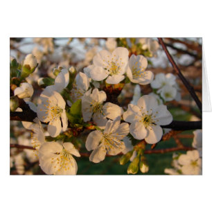 Cherry Blossoms
