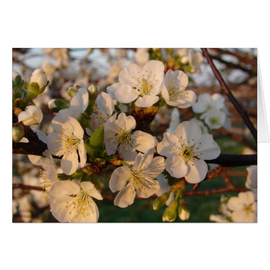 Cherry Blossoms (Vorderseite (Horizontal))