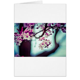 Cherry Blossoms