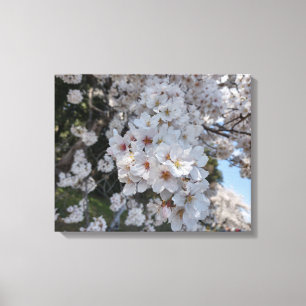 CHERRY BLOSSOMS #2 AUF LEINWAND 20 "x 16"
